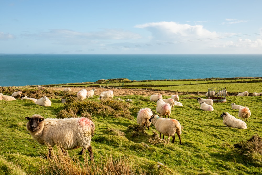 Troupeau de moutons - photos Irlande
