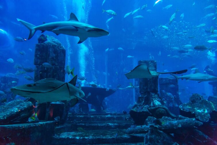 Aquarium du Dubaï Mall