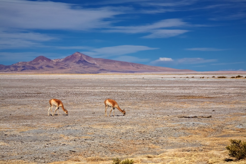 Vignones s'alimentant dans le désert d'Atacama