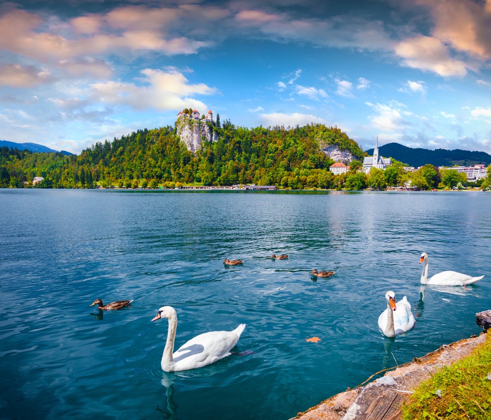 Cygnes blancs sur le lac Bled