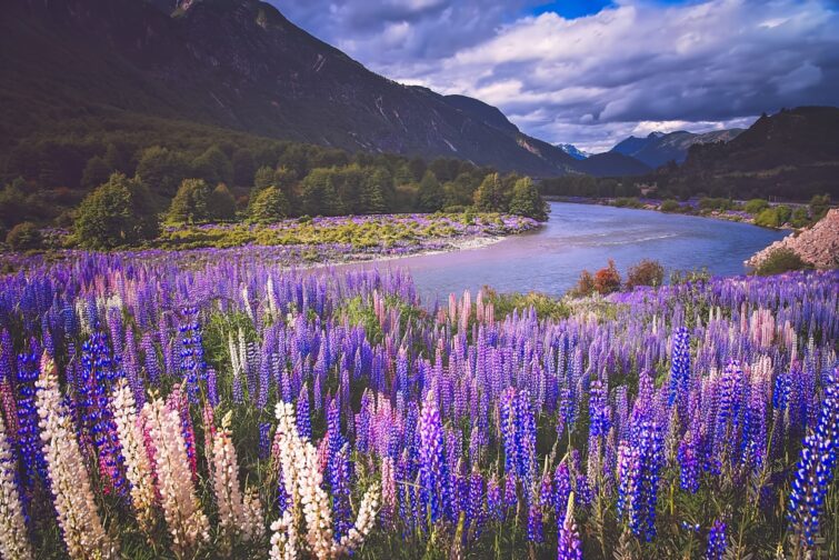 Champs de lupins en Patagonie
