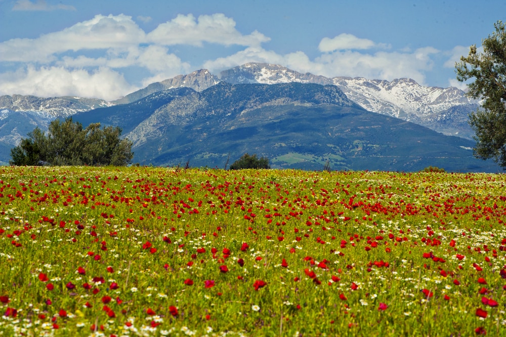 Flowery plain in Kabylie - pictures of Algeria