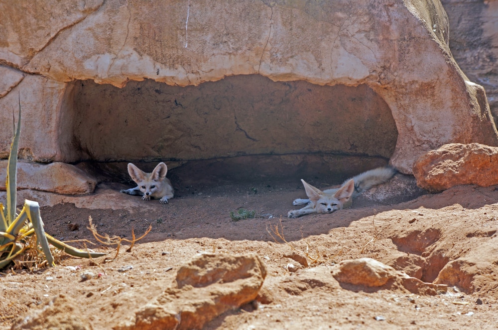 Two fennec foxes resting in their burrow - photos of Algeria