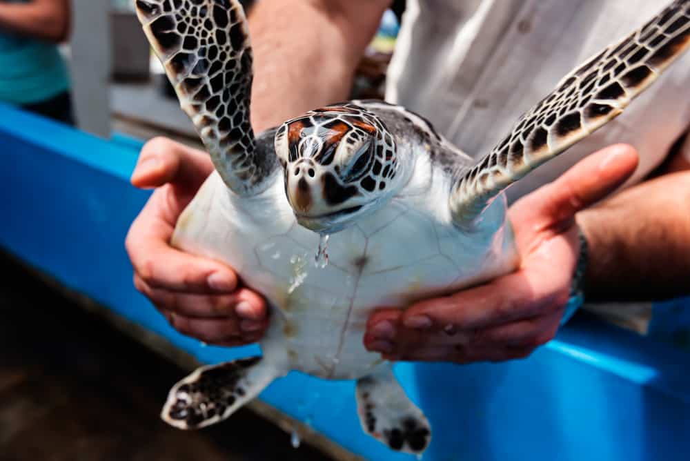 Centre de Protection des Tortues Marines