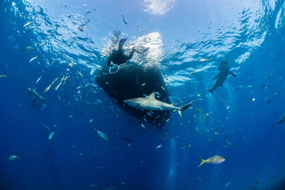 Se baigner avec les raies et les requins