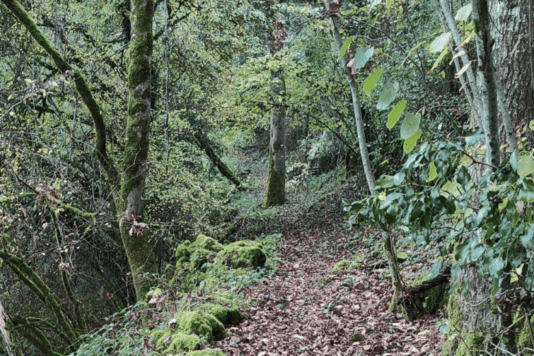 Le bois des Jonquilles - randonnées Rocamadour