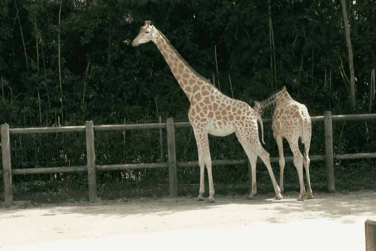 Zoo des Sables - visiter Sables d'Olonne