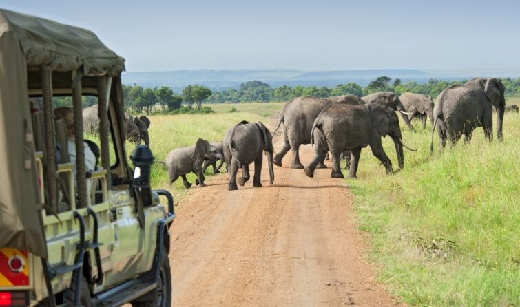 Safari © Istock Guenterguni - Allibert Trekking