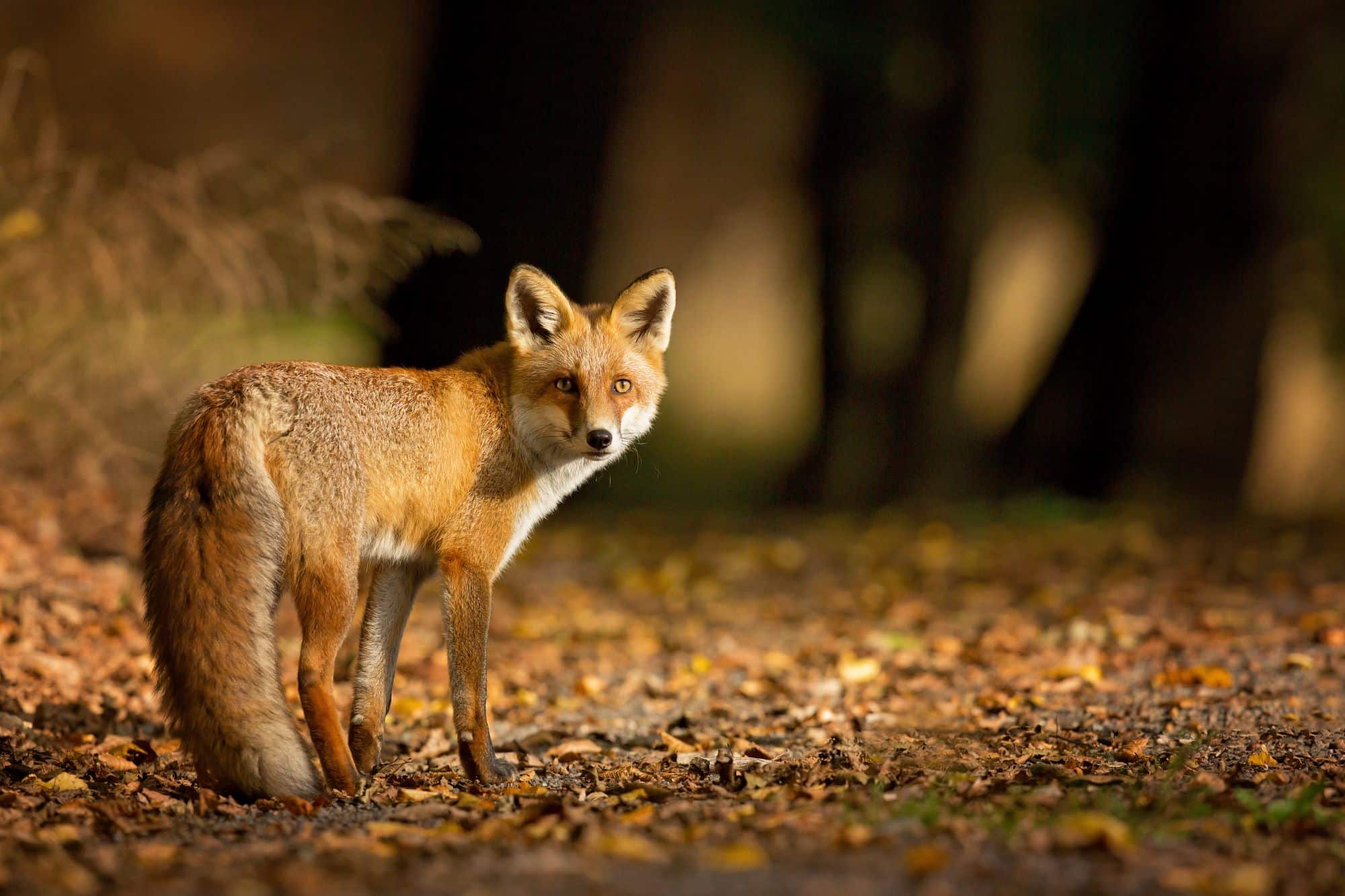animal foret