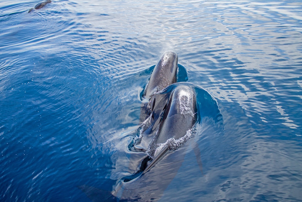 Observation baleines et dauphins