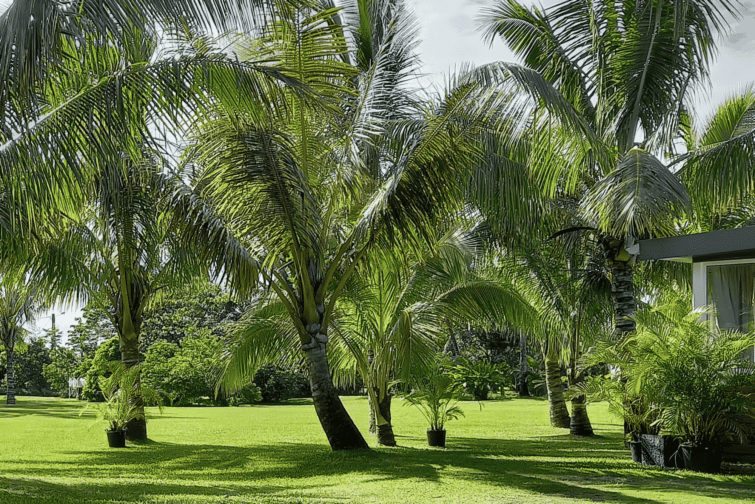 plus beaux jardins La Réunion