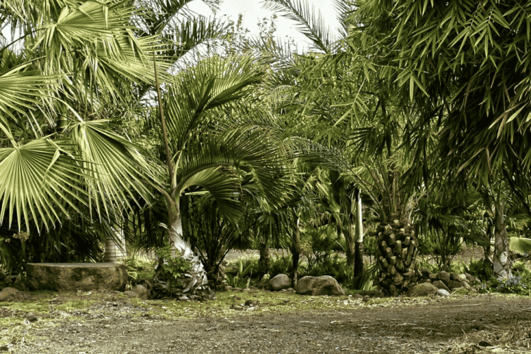 plus beaux jardins La Réunion