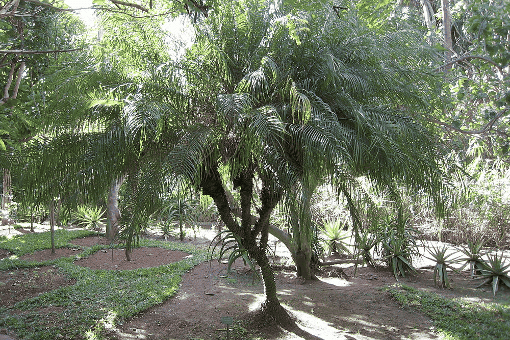 Les 8 plus beaux jardins à visiter à La Réunion