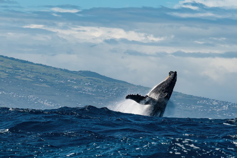 Observer les baleines