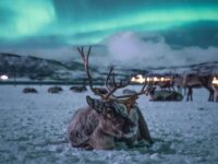 Voir les aurores boréales à Tromso