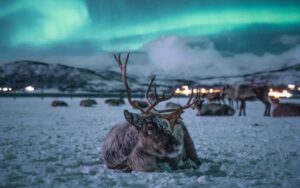 Voir les aurores boréales à Tromso