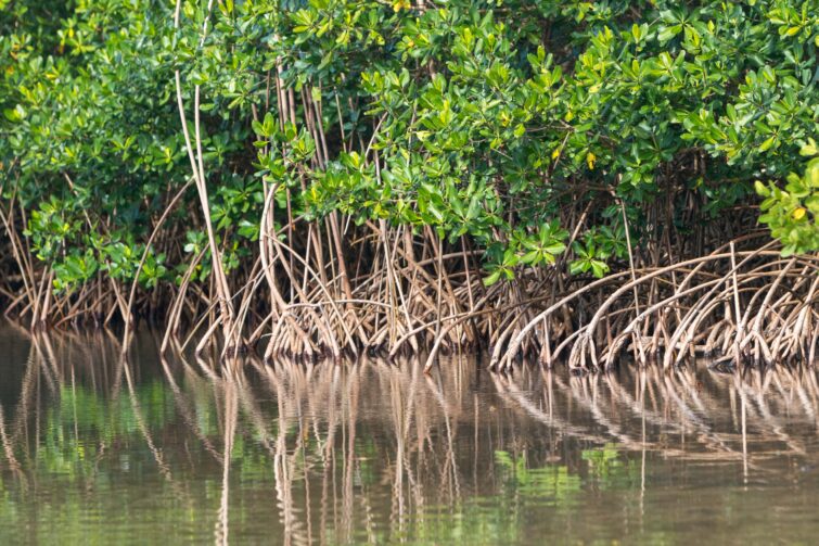 Tour mangrove guadeloupe