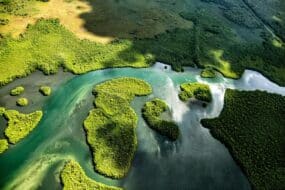 4 façons d’explorer la mangrove en Guadeloupe