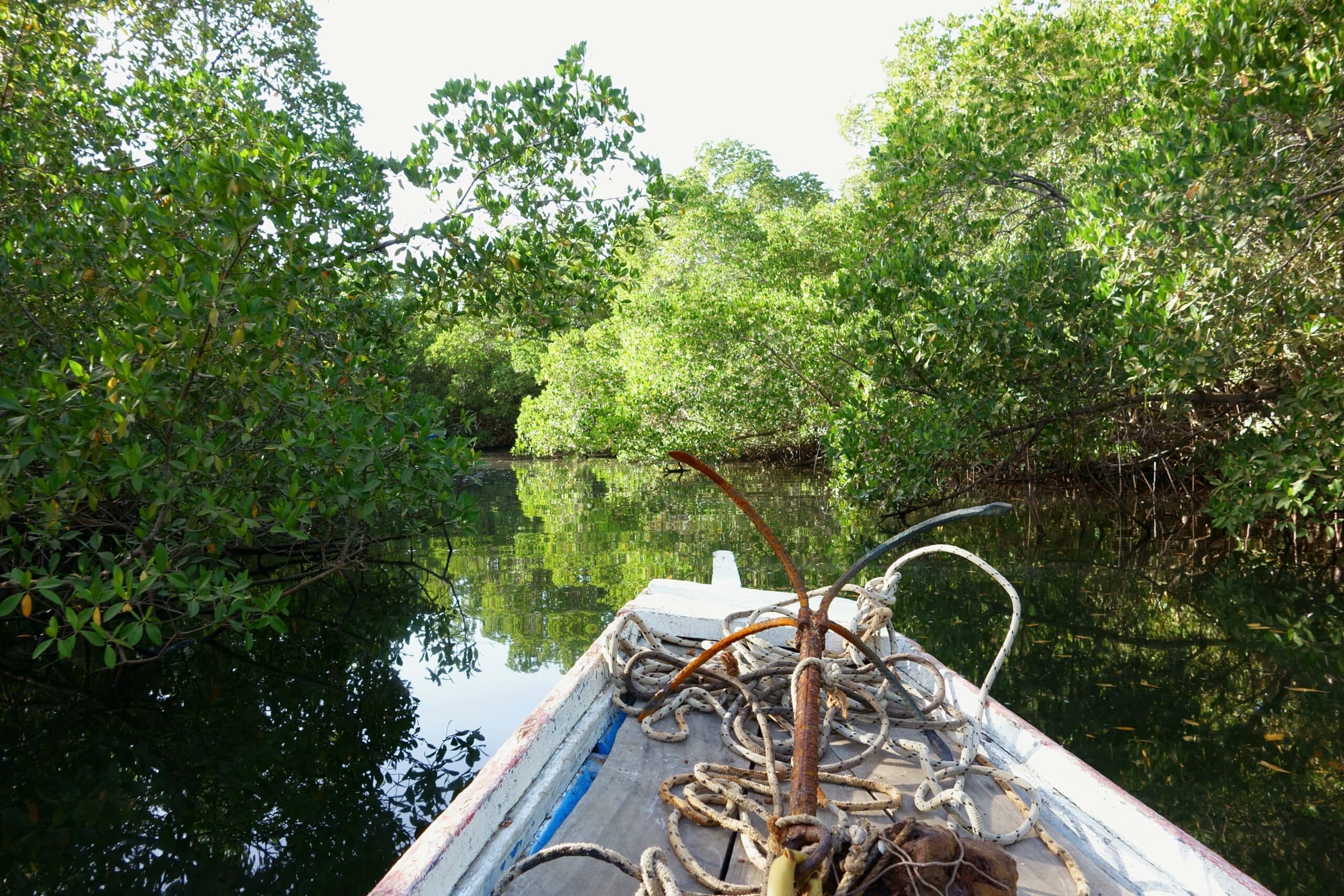 Pirogue Guadeloupe Mangrove