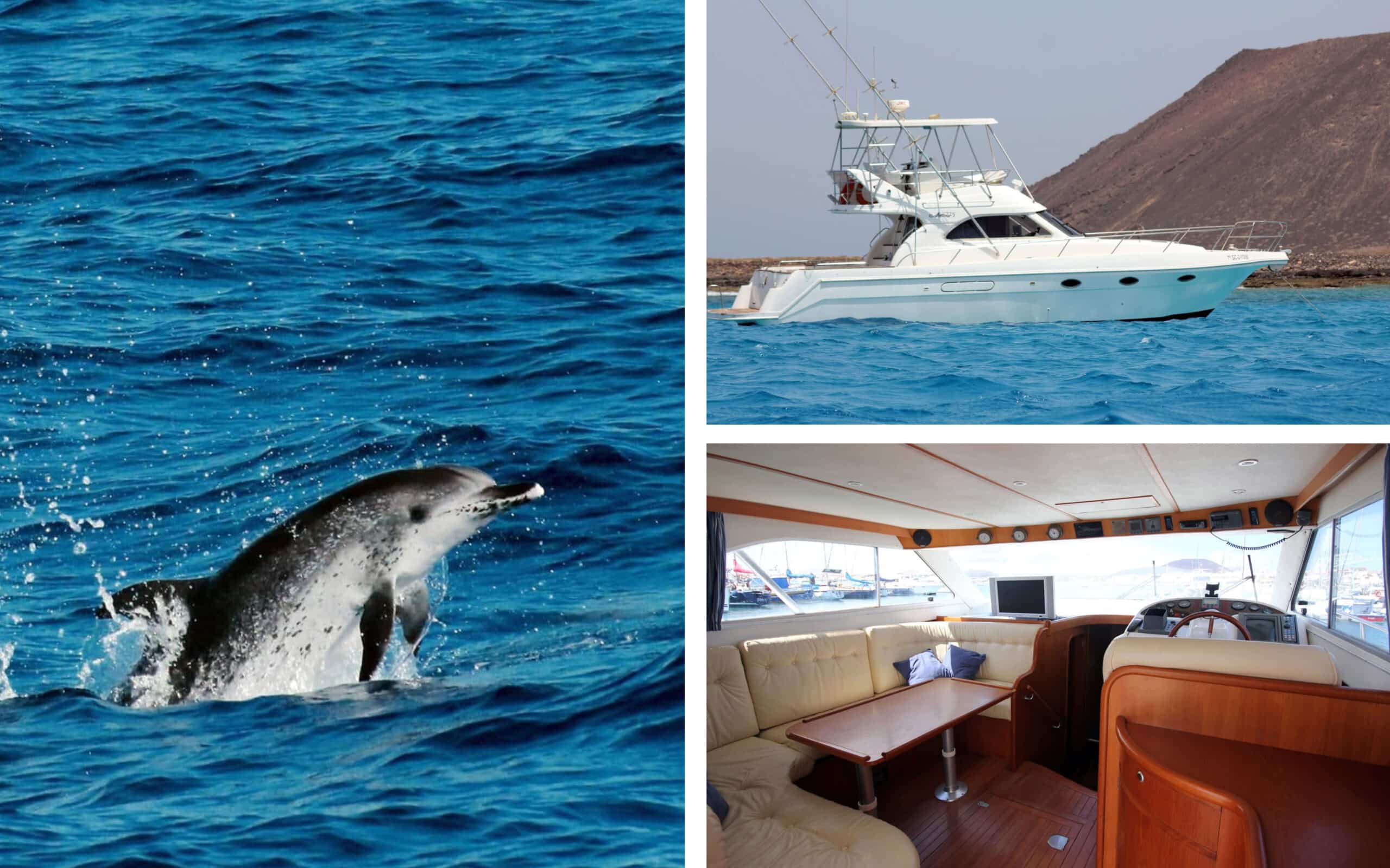 Observez les baleines et dauphins des Canaries en mer à Corralejo