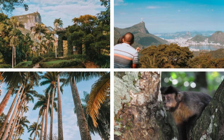 Parc national de Tijuca et Jardin botanique de Rio de Janeiro, avec palmiers, singes et vue sur le Christ rédempteur