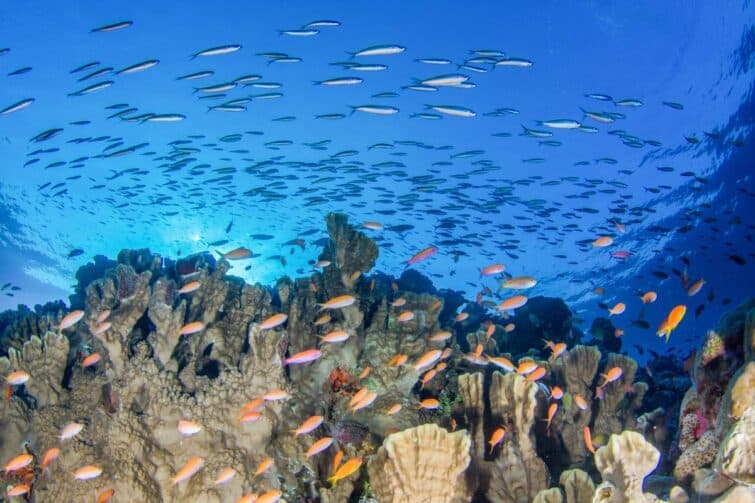 plongée sous-marine seychelles