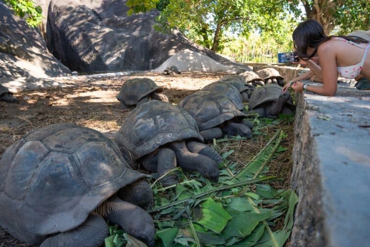 Tourist taking picture of Giant Tortoise at L'Union Estate