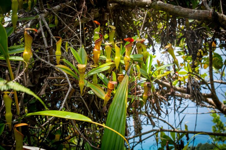 Endemic Pitcher Plants Seychelles