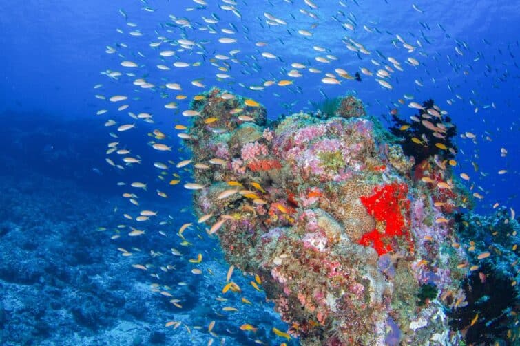 Corail Seychelles