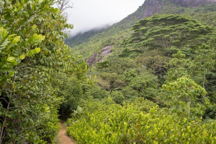 Ecoturismo en las Seychelles: destino sostenible y preservado