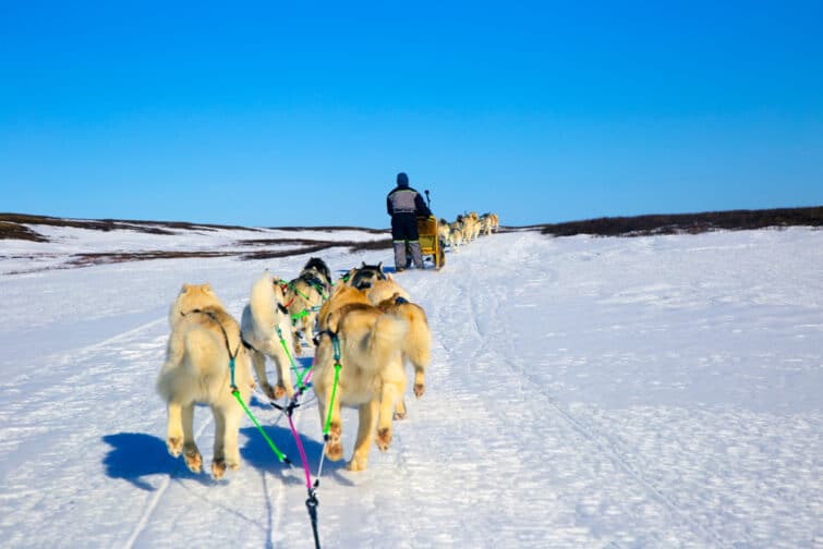 Activité en hiver en Islande : chien de traineau