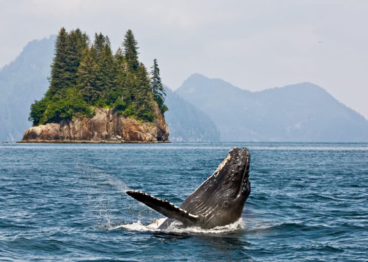 voir les baleine en alaska