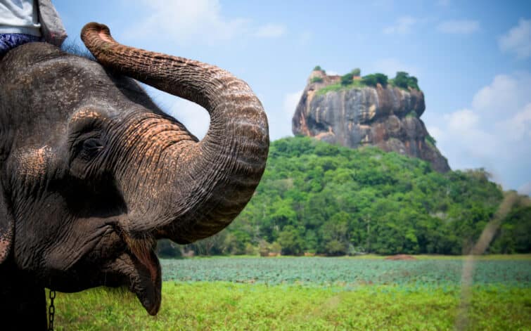 elephant sri lanka