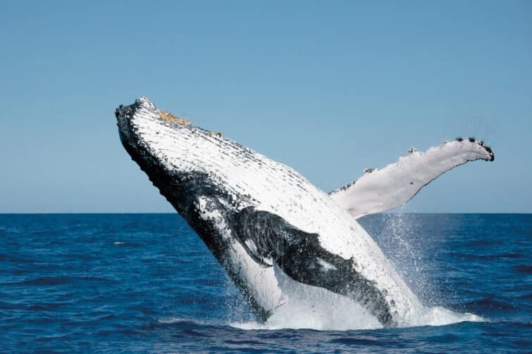 Baleine Australie