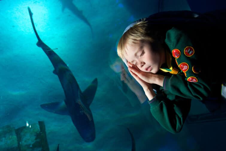Scouts spend the night sleeping in the SEA LIFE London Aquarium