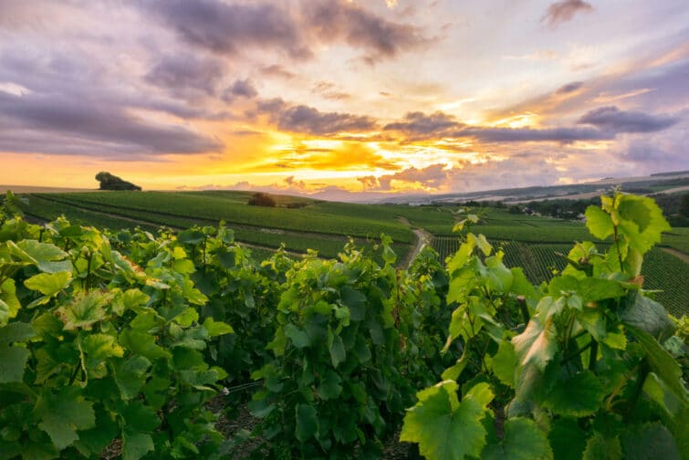 Rangée de vignes dans les vignobles de champagne de montagne de reims, Reims, France