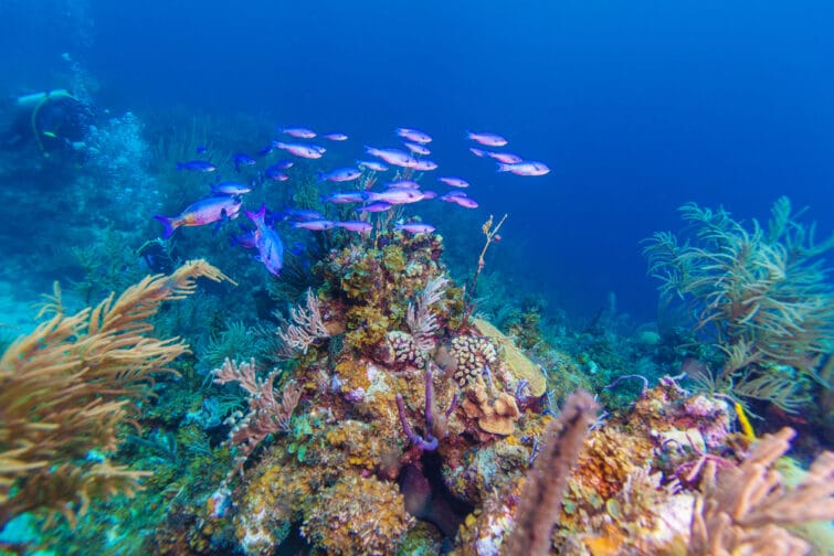 récif coralien à cuba