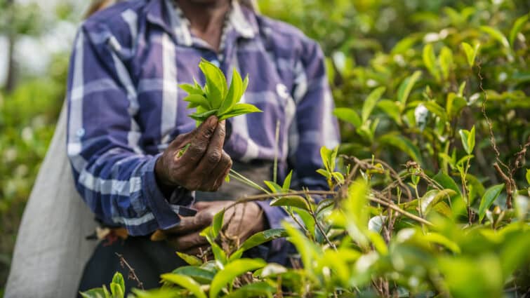plantation de thé à Ceylan au Sri Lanka