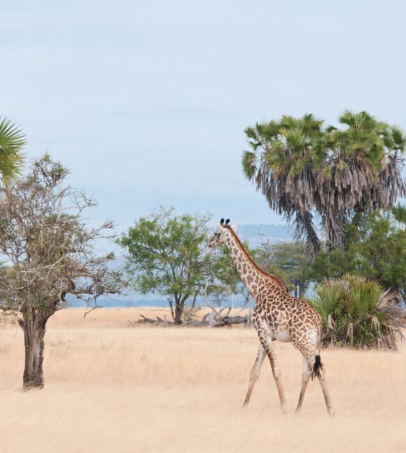 Safari au parc de Selous – 2 jours