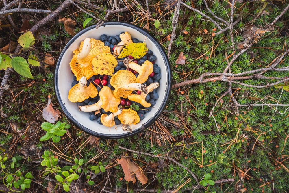 Cueillette sauvage de fruits des bois et de champignons en Finlande