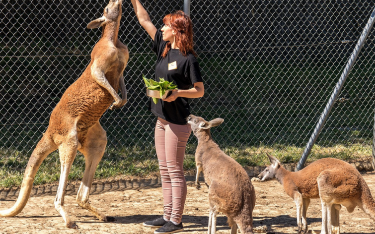 experience famille carcassonne kangourous parc australien