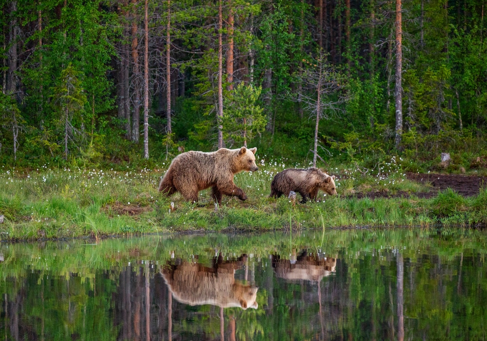 Faune région des lacs Finlande parc Hossa ours