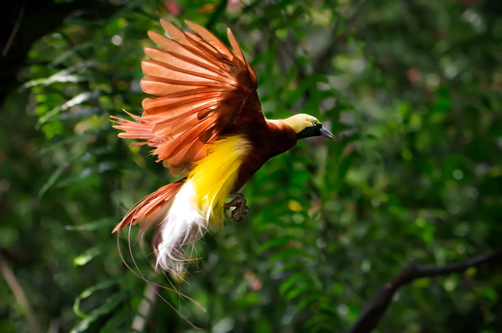 Oiseau de paradis que l'on peut observer à Raja Ampat en Indonésie