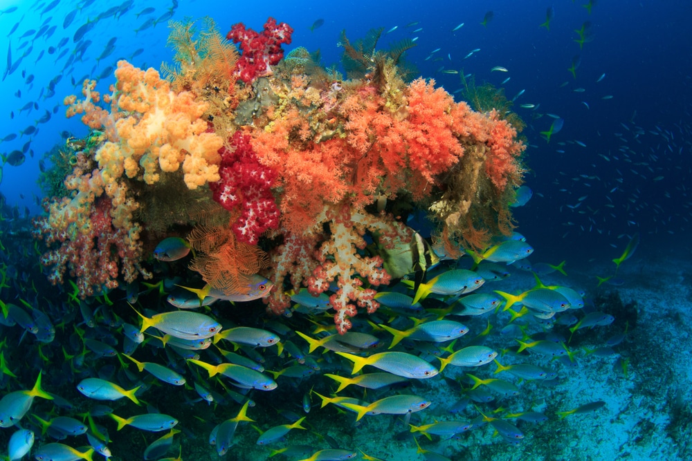 Coraux, plongée sous-marine à Raja Ampat