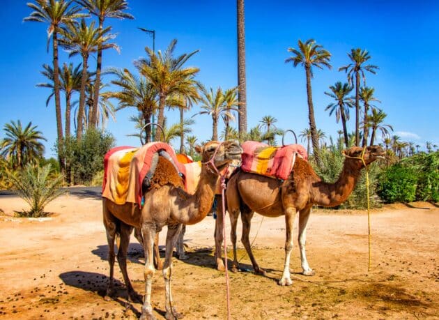 chameaux dans la Palmeraie de Marrakech