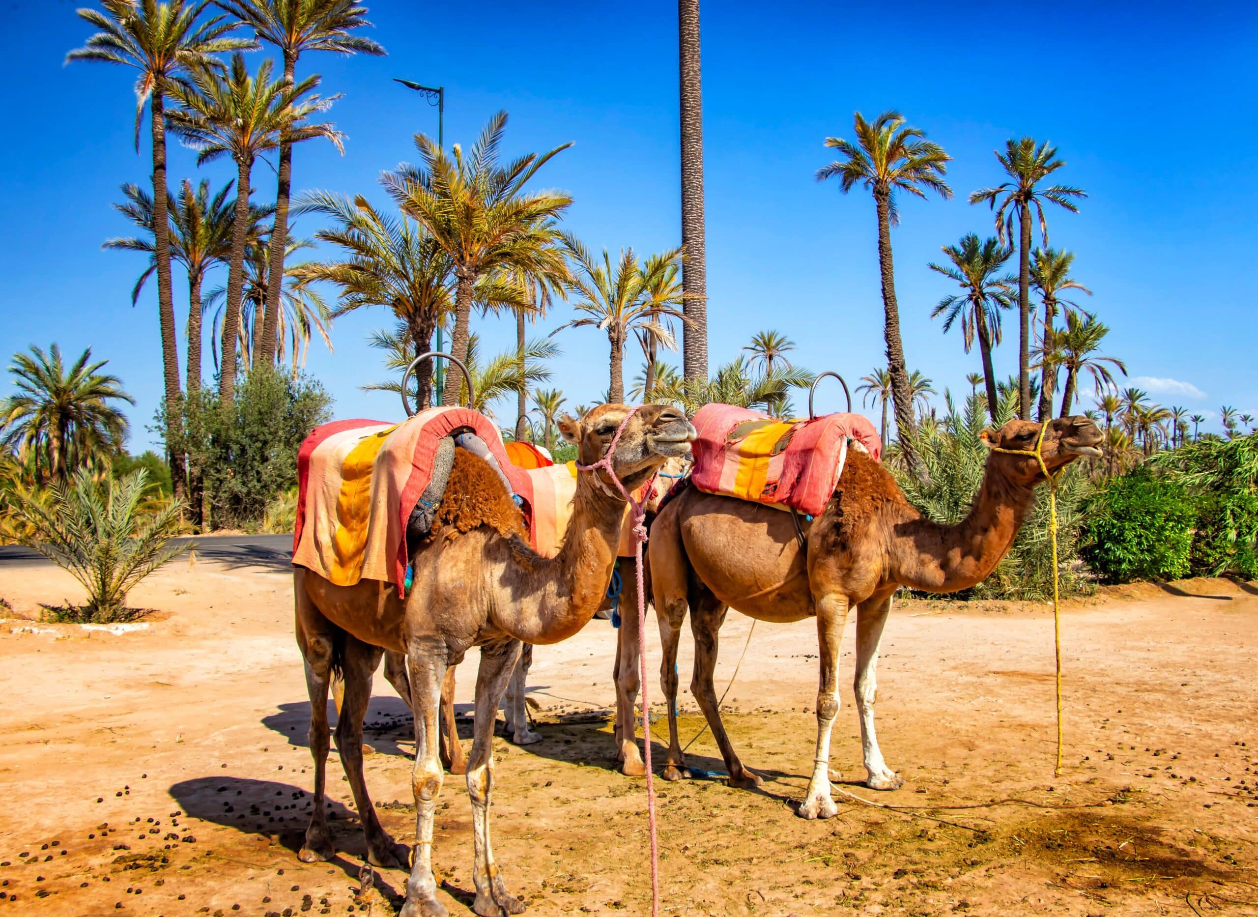 chameaux dans la Palmeraie de Marrakech