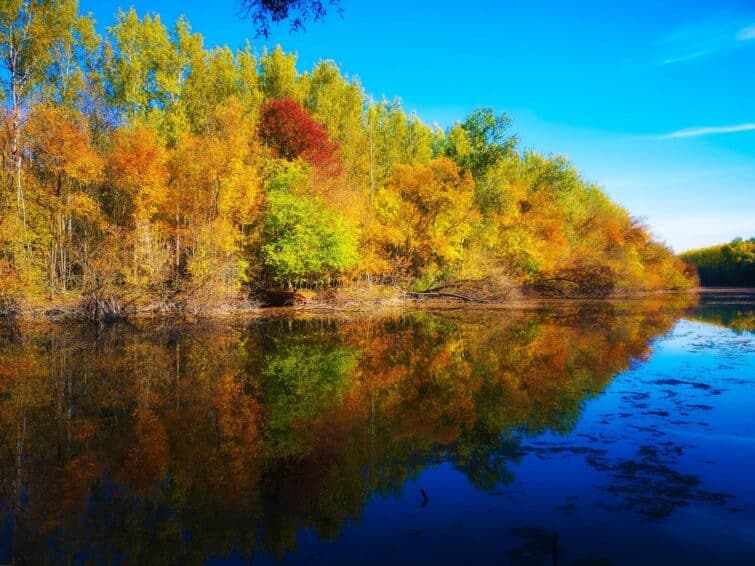 La forêt de Gemenc en automne, Hongrie