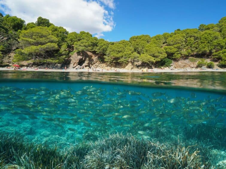 vue sous-marine à la Cala Rostella, Catalogne, Espagne