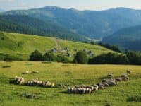 Biogradska Gora