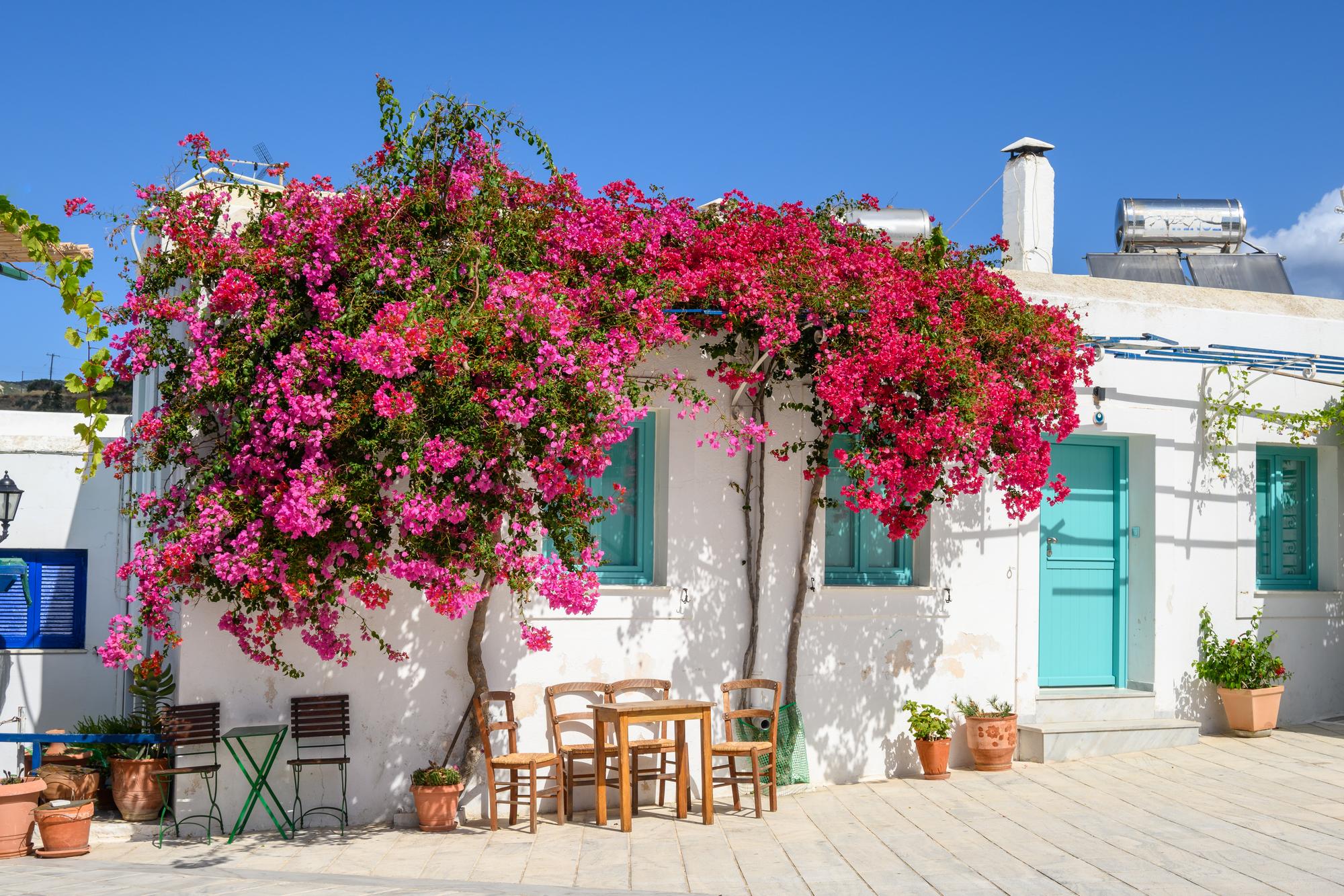 Bougainvilliers dans le village de Lefkès à Paros